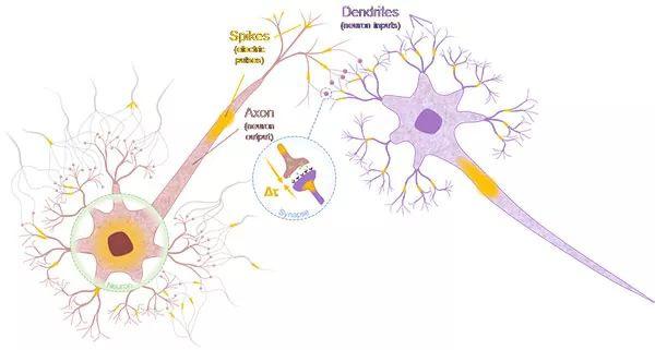 人脑领先于最先进的现代计算机